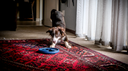 The Perfect Area Rug: How to Choose and Style the Perfect One for Your Home